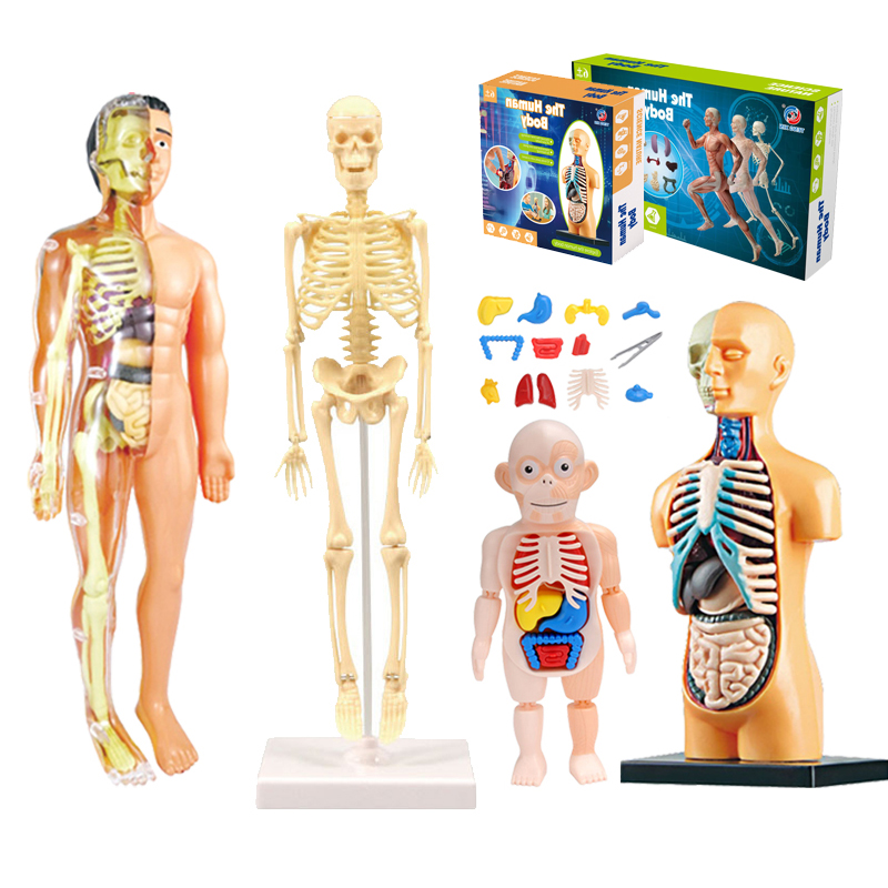 Human Body Puzzle - 3D Human Body Torso Model Educational