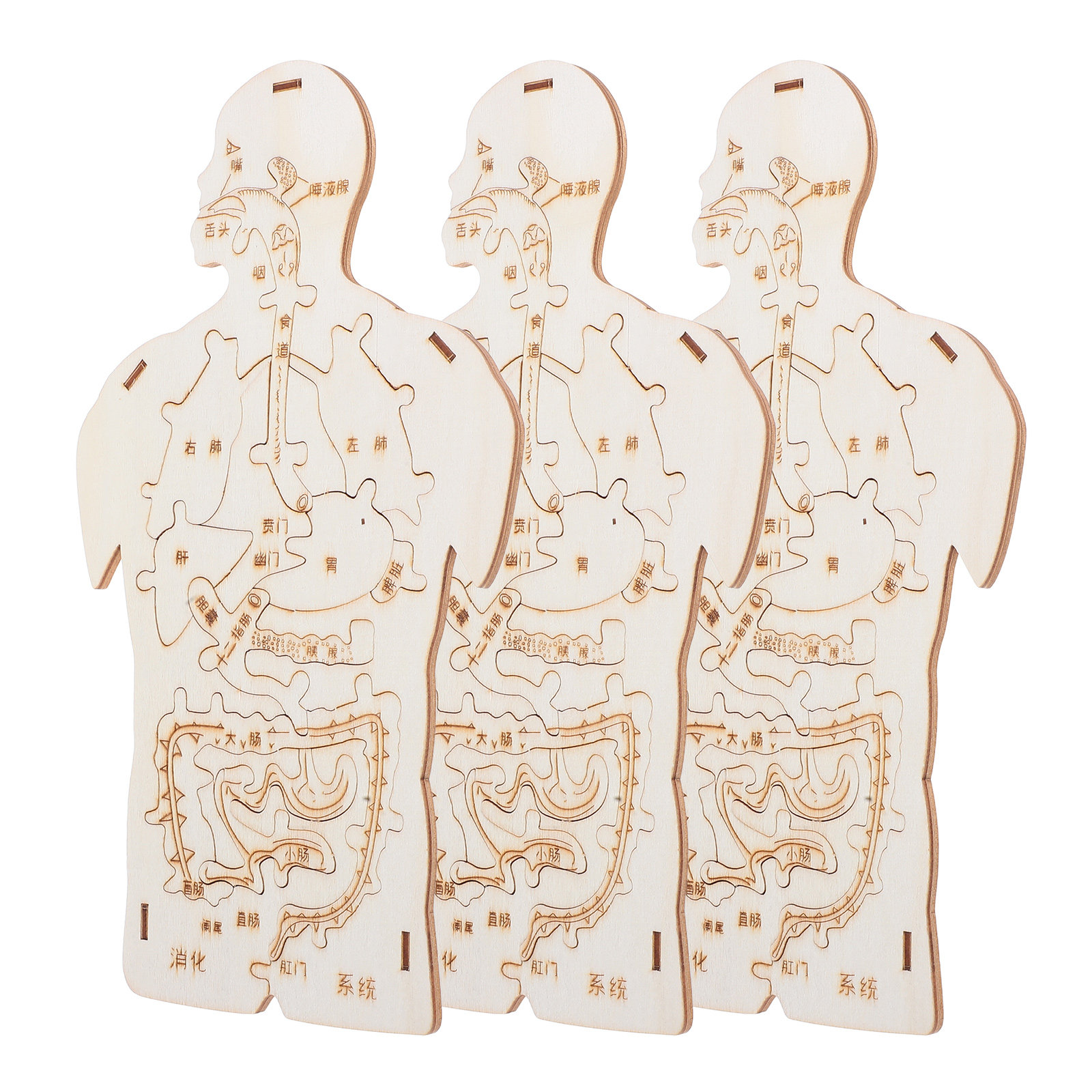 3Pcs Wooden Human Body Puzzle  - مراجعة Kids Education System وسعره
