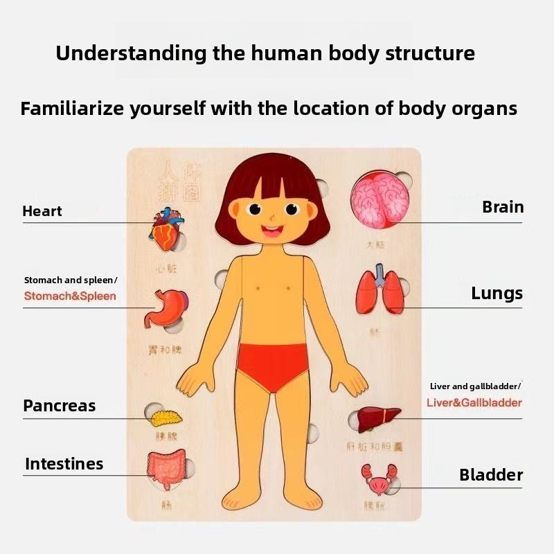 Montessori Puzzles Busy Board  - مراجعة Human Body Puzzle وسعره