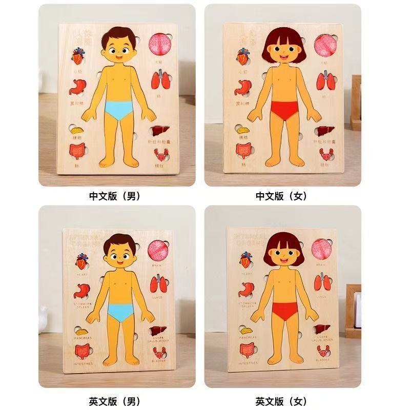 Montessori Puzzles Busy Board  - مراجعة Human Body Puzzle وسعره