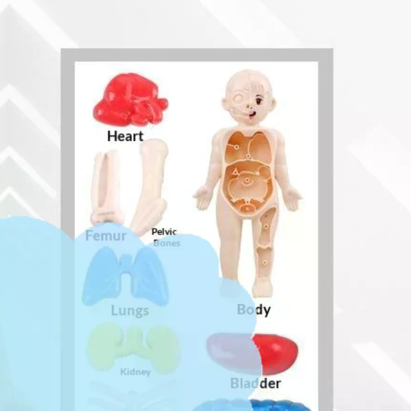 Model Toy Puzzle Kids Gift Hum - مراجعة Human Body Puzzle وسعره