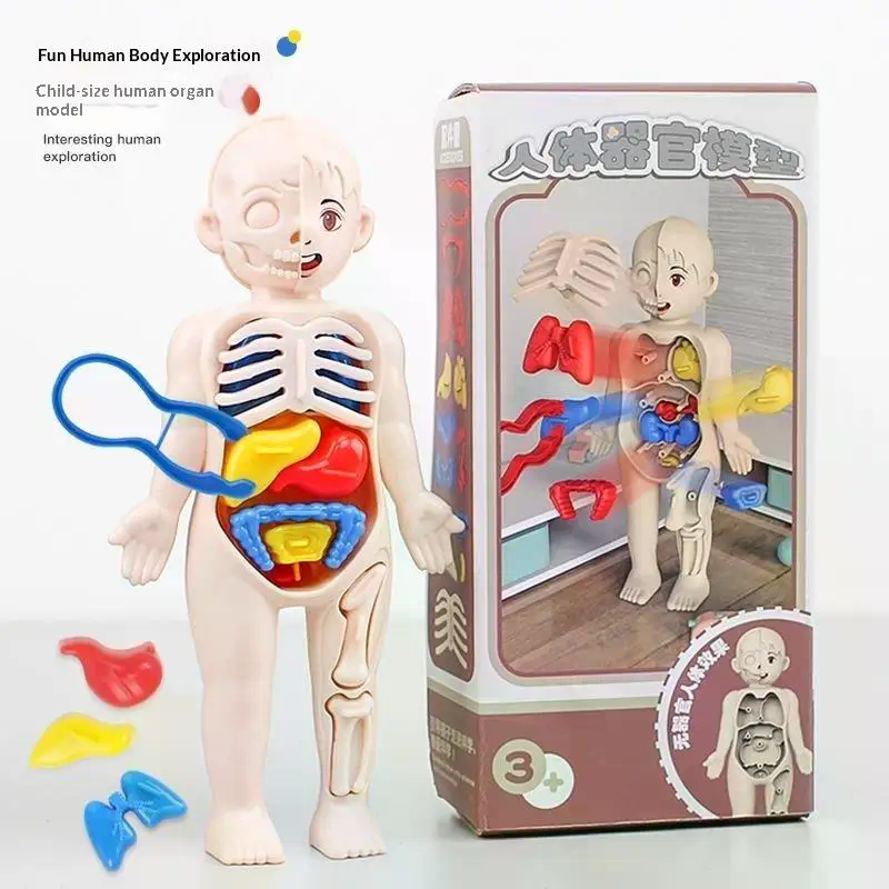 Model Toy Puzzle Kids Gift Hum - مراجعة Human Body Puzzle وسعره