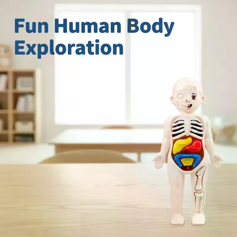 Model Toy Puzzle Kids Gift Hum - مراجعة Human Body Puzzle وسعره