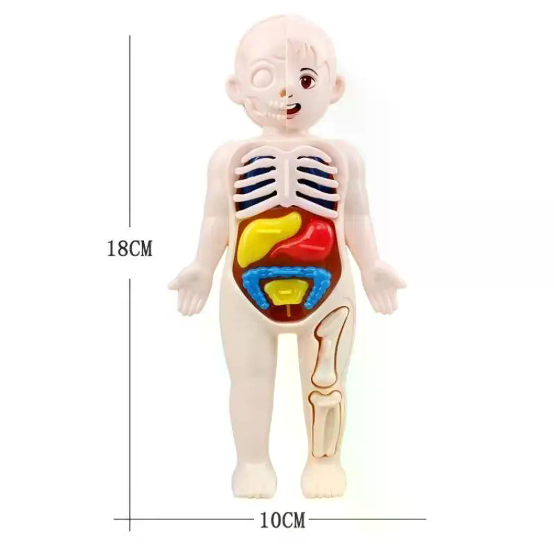 Model Toy Puzzle Kids Gift Hum - مراجعة Human Body Puzzle وسعره