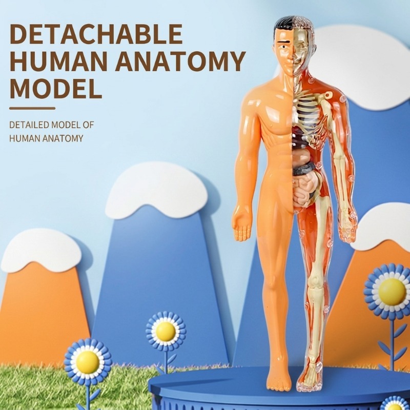 Primary School DIY Human Body  - مراجعة Human Body Puzzle وسعره