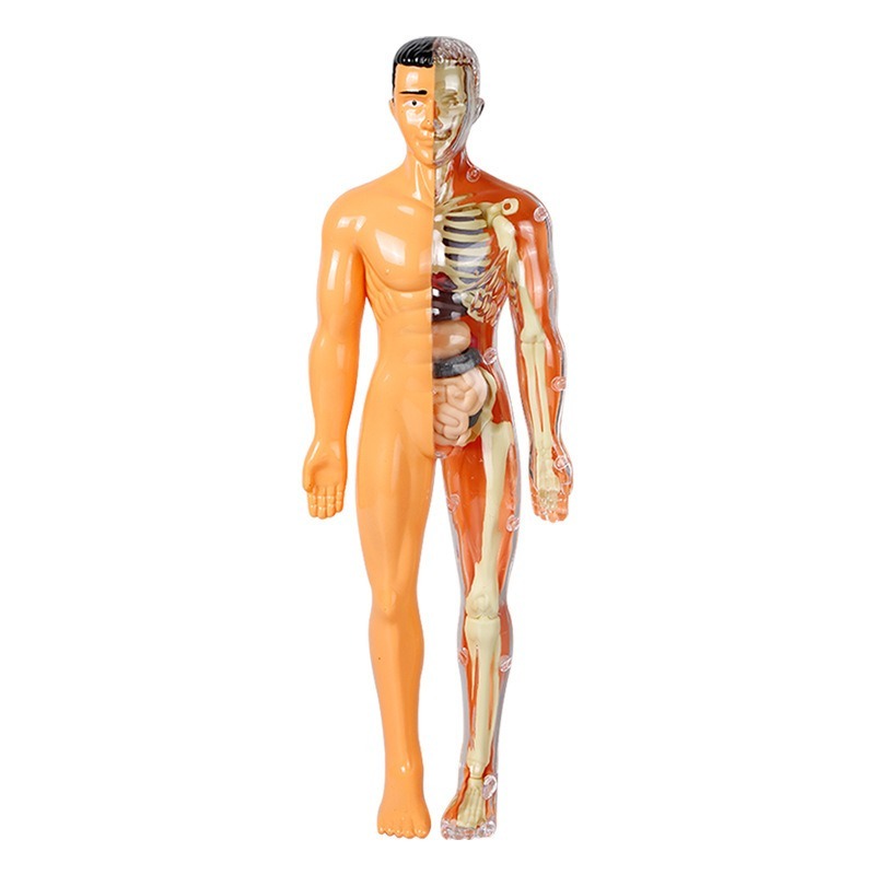 Primary School DIY Human Body  - مراجعة Human Body Puzzle وسعره