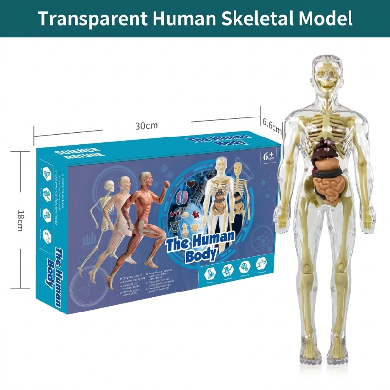 Primary School DIY Human Body  - مراجعة Human Body Puzzle وسعره