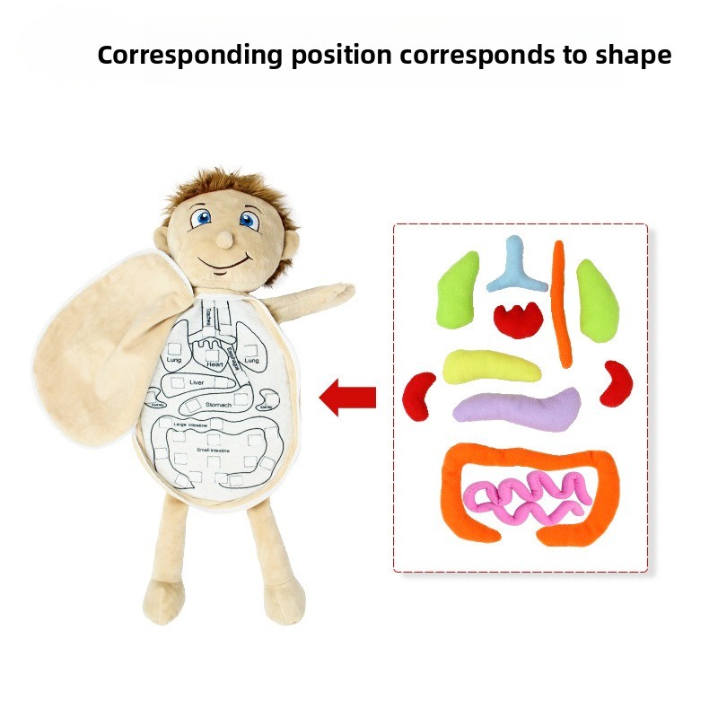 1Pc Human Organ Cognition Puzz - مراجعة Human Body Puzzle وسعره