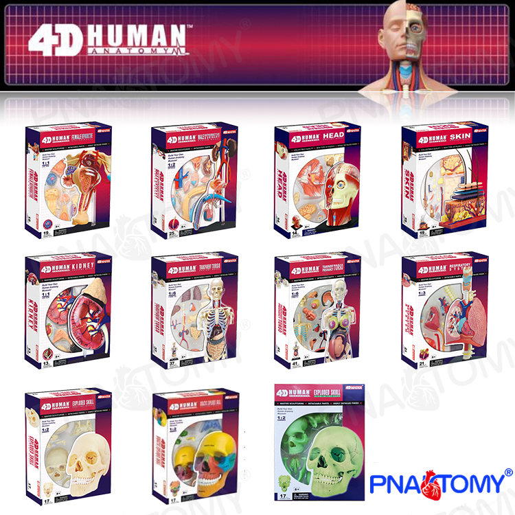 Human Anatomical Model Puzzle  - مراجعة Human Body Puzzle وسعره