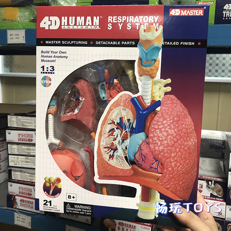 Human Anatomical Model Puzzle  - مراجعة Human Body Puzzle وسعره