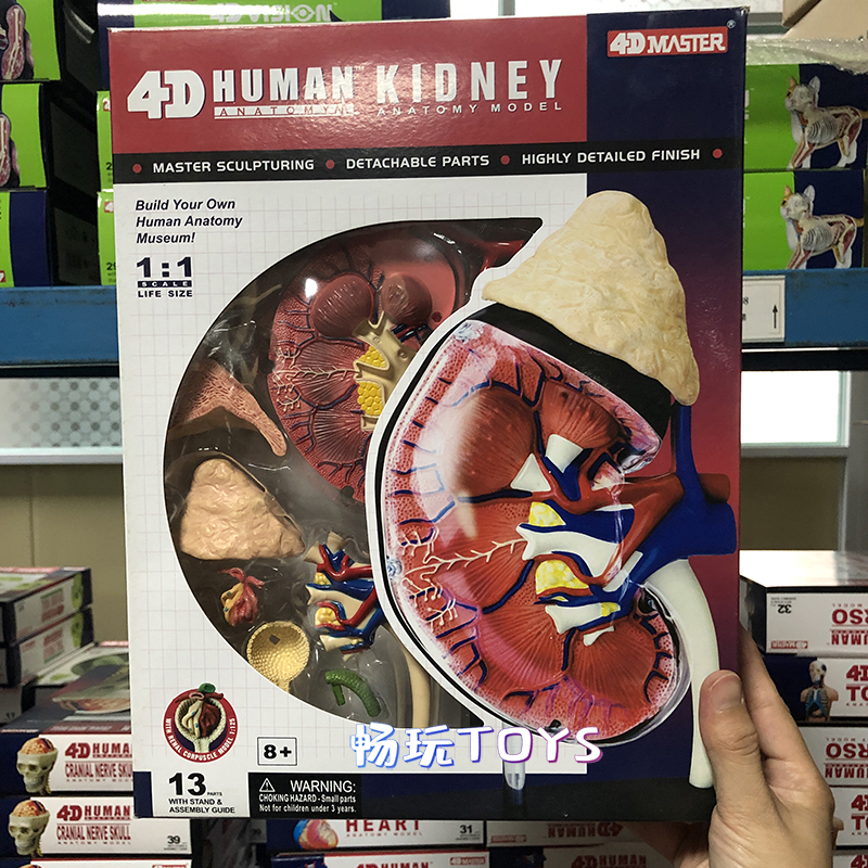 Human Anatomical Model Puzzle  - مراجعة Human Body Puzzle وسعره