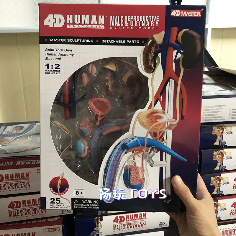 Human Anatomical Model Puzzle  - مراجعة Human Body Puzzle وسعره