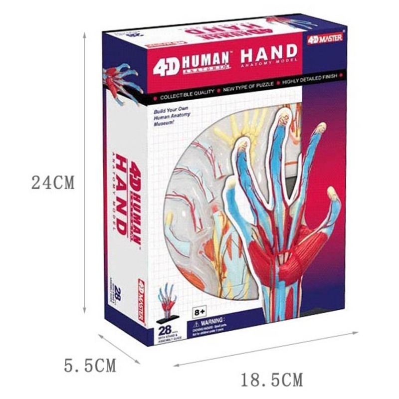 4d Master Human Hand Bone musc - مراجعة Human Body Puzzle وسعره