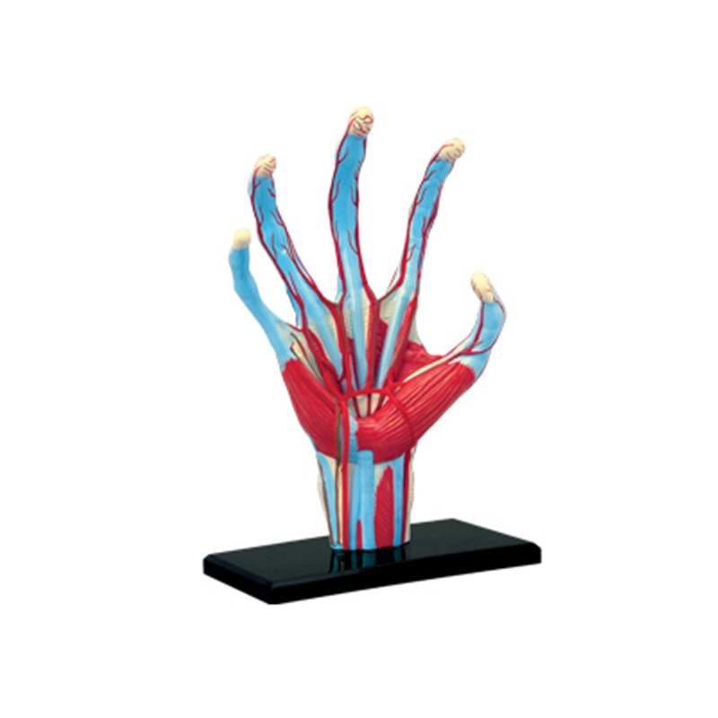 4d Master Human Hand Bone musc - مراجعة Human Body Puzzle وسعره