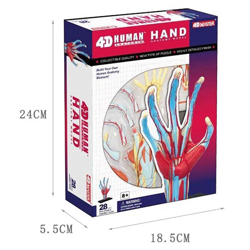 4d Master Human Hand Bone musc - مراجعة Human Body Puzzle وسعره