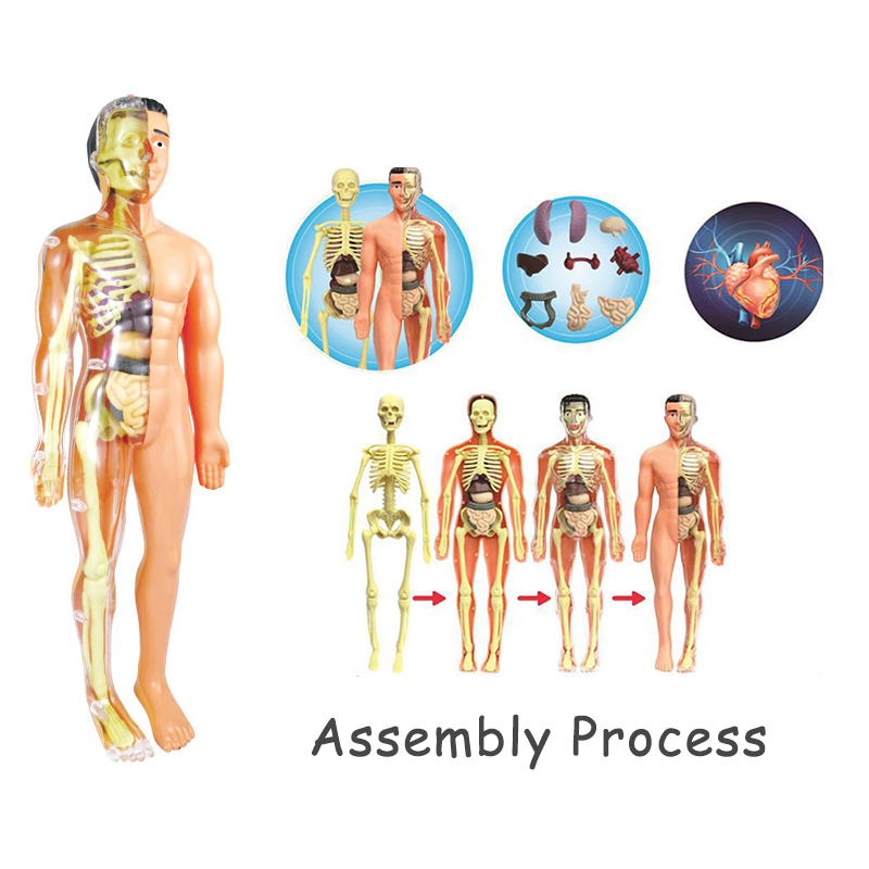 3D Human Body Torso Model Educ - مراجعة Human Body Puzzle وسعره