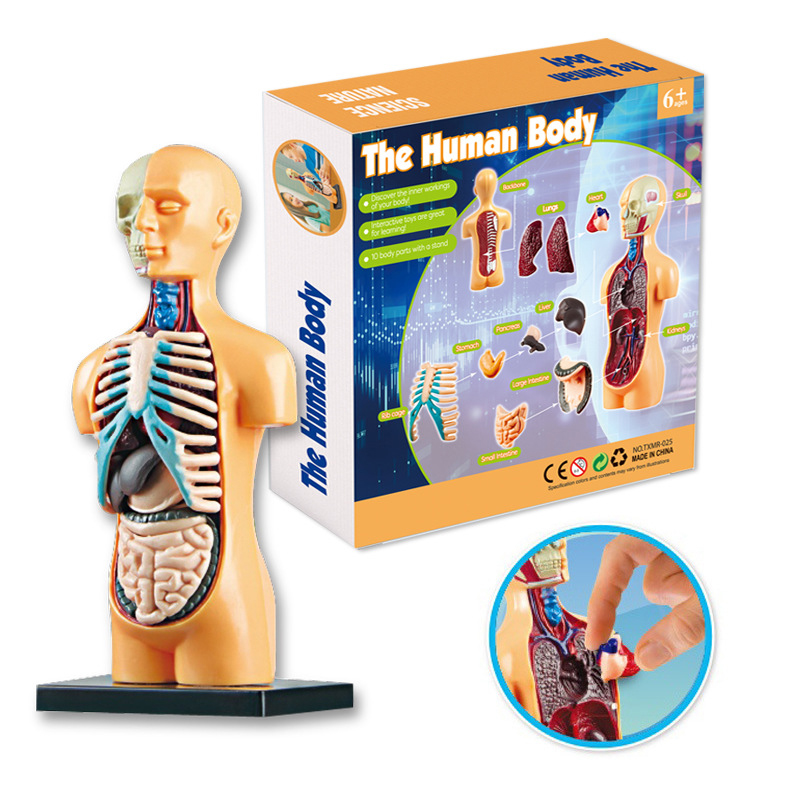 3D Human Body Torso Model Educ - مراجعة Human Body Puzzle وسعره