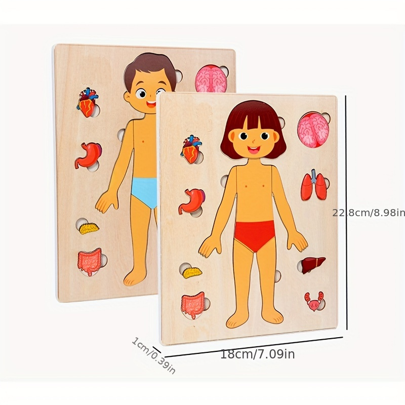 Human Body Puzzles for Kids Wo - مراجعة Human Body Puzzle وسعره