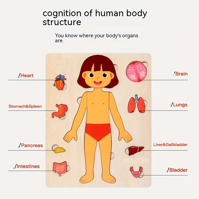 Human Body Puzzles for Kids Wo - مراجعة Human Body Puzzle وسعره
