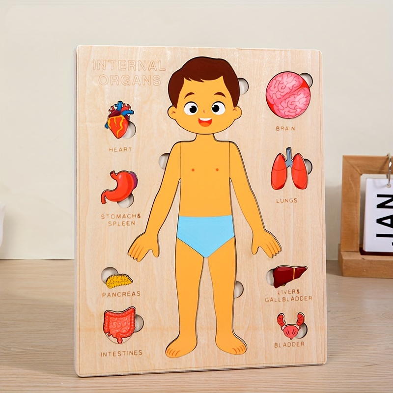 Human Body Puzzles for Kids Wo - مراجعة Human Body Puzzle وسعره
