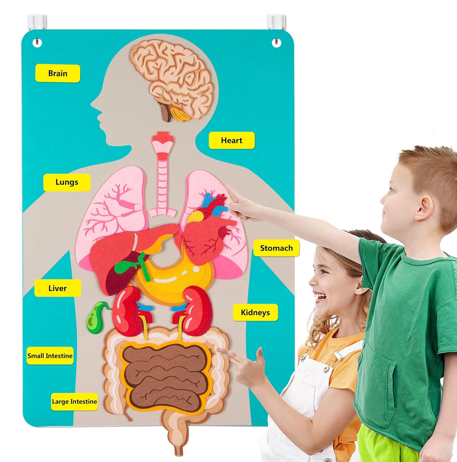 Human Body Parts Felt Board St - مراجعة Human Body Puzzle وسعره