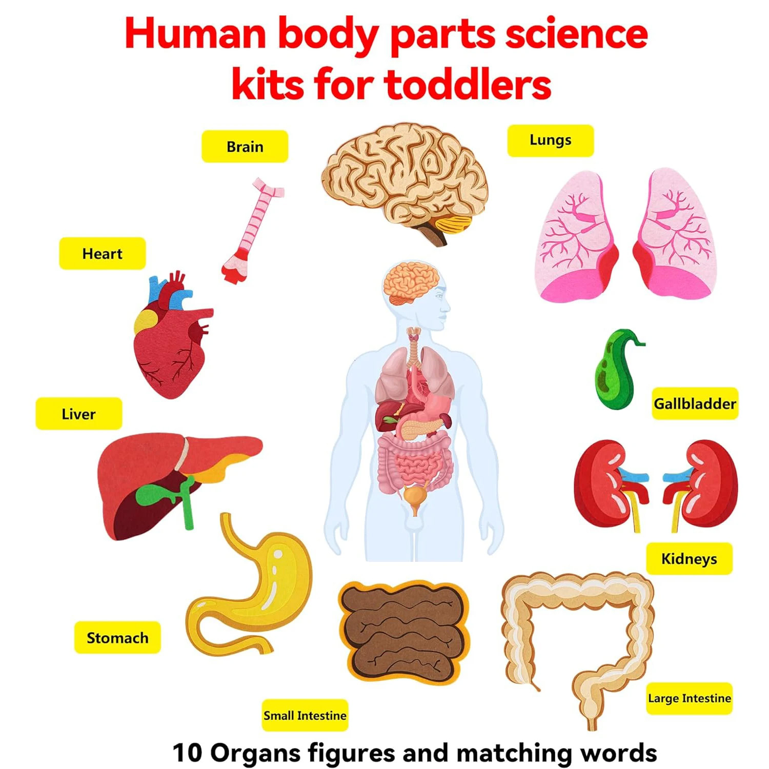 Human Body Parts Felt Board St - مراجعة Human Body Puzzle وسعره
