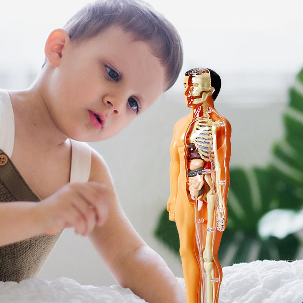 DIY Mannequin 3D Human Body Mo - مراجعة Human Body Puzzle وسعره