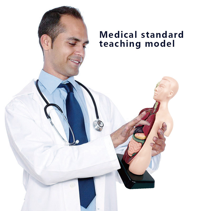 DIY Mannequin 3D Human Body Mo - مراجعة Human Body Puzzle وسعره