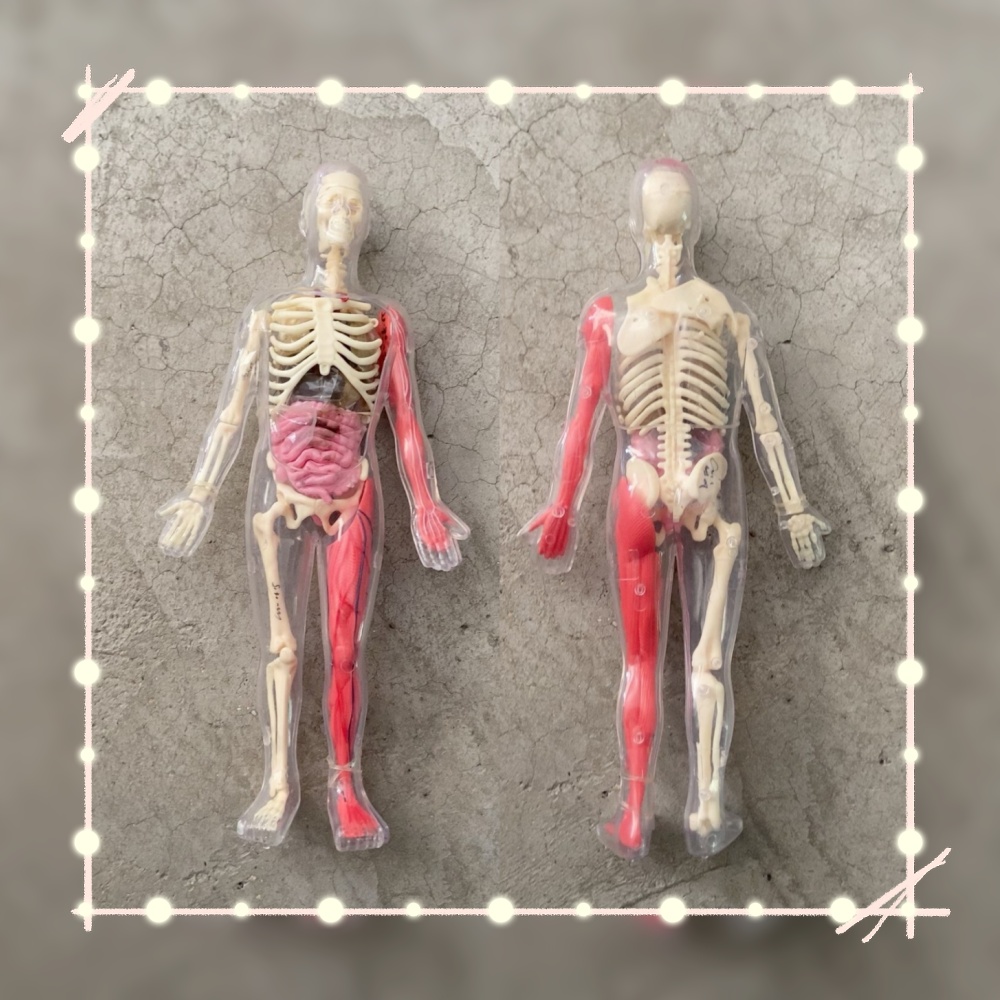 In Stock Default Defect Origin - مراجعة Human Body Puzzle وسعره