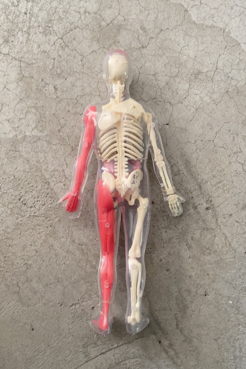 In Stock Default Defect Origin - مراجعة Human Body Puzzle وسعره