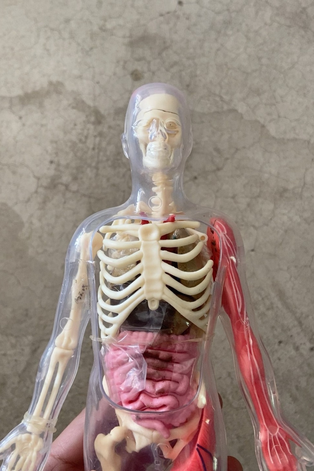 In Stock Default Defect Origin - مراجعة Human Body Puzzle وسعره
