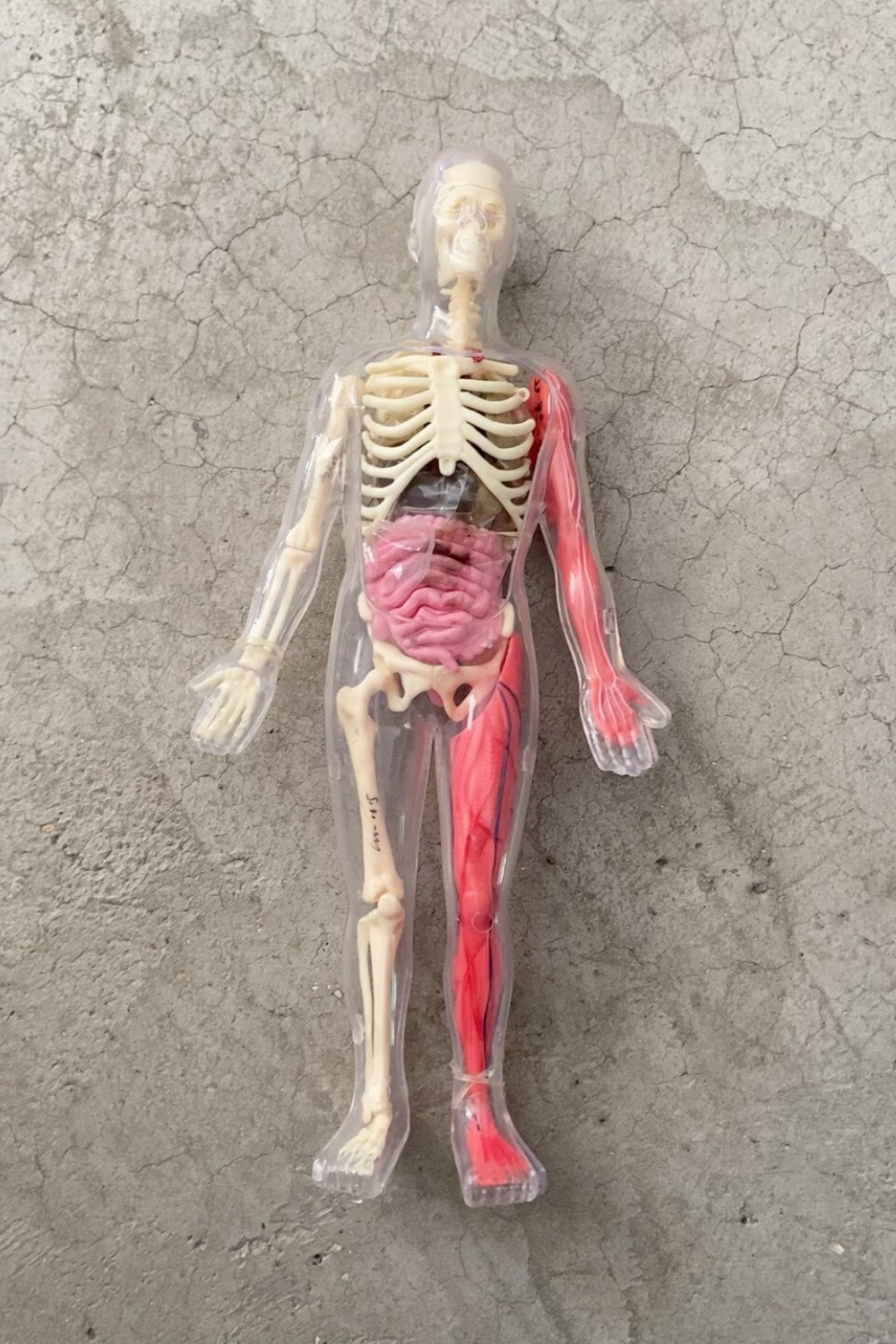 In Stock Default Defect Origin - مراجعة Human Body Puzzle وسعره