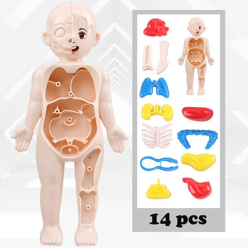 14PCS/Set 3D Puzzle Human Anat - مراجعة Human Body Puzzle وسعره