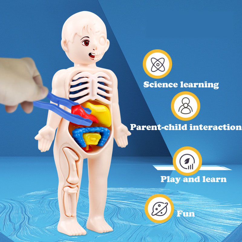 14PCS/Set 3D Puzzle Human Anat - مراجعة Human Body Puzzle وسعره