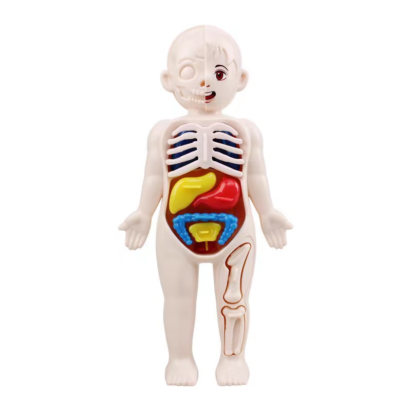 14PCS/Set 3D Puzzle Human Anat - مراجعة Human Body Puzzle وسعره