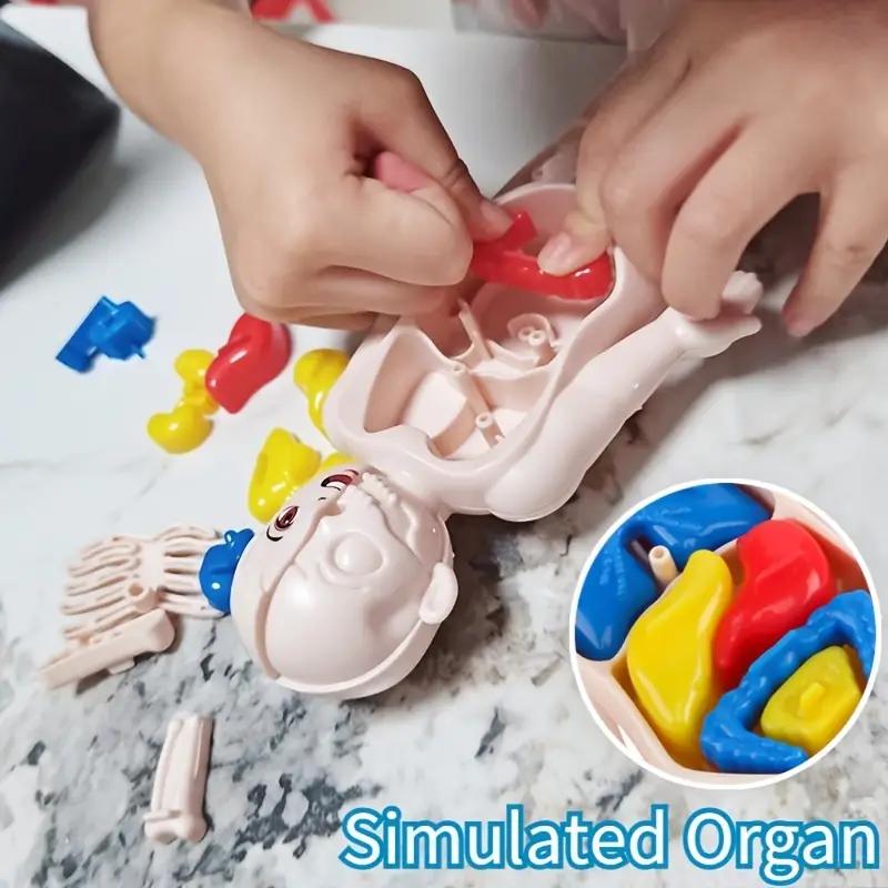14PCS/Set 3D Puzzle Human Anat - مراجعة Human Body Puzzle وسعره