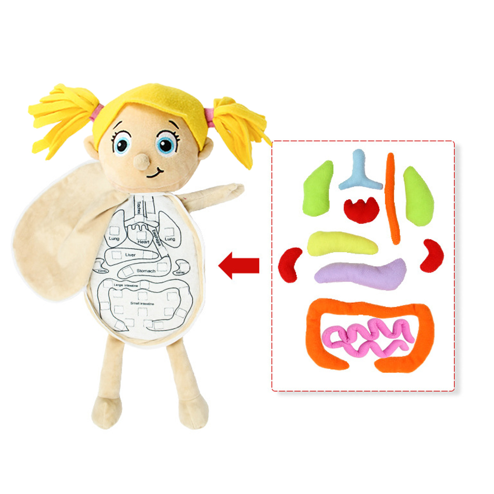 Kid Montessori Toys 3D Puzzle  - مراجعة Human Body Puzzle وسعره
