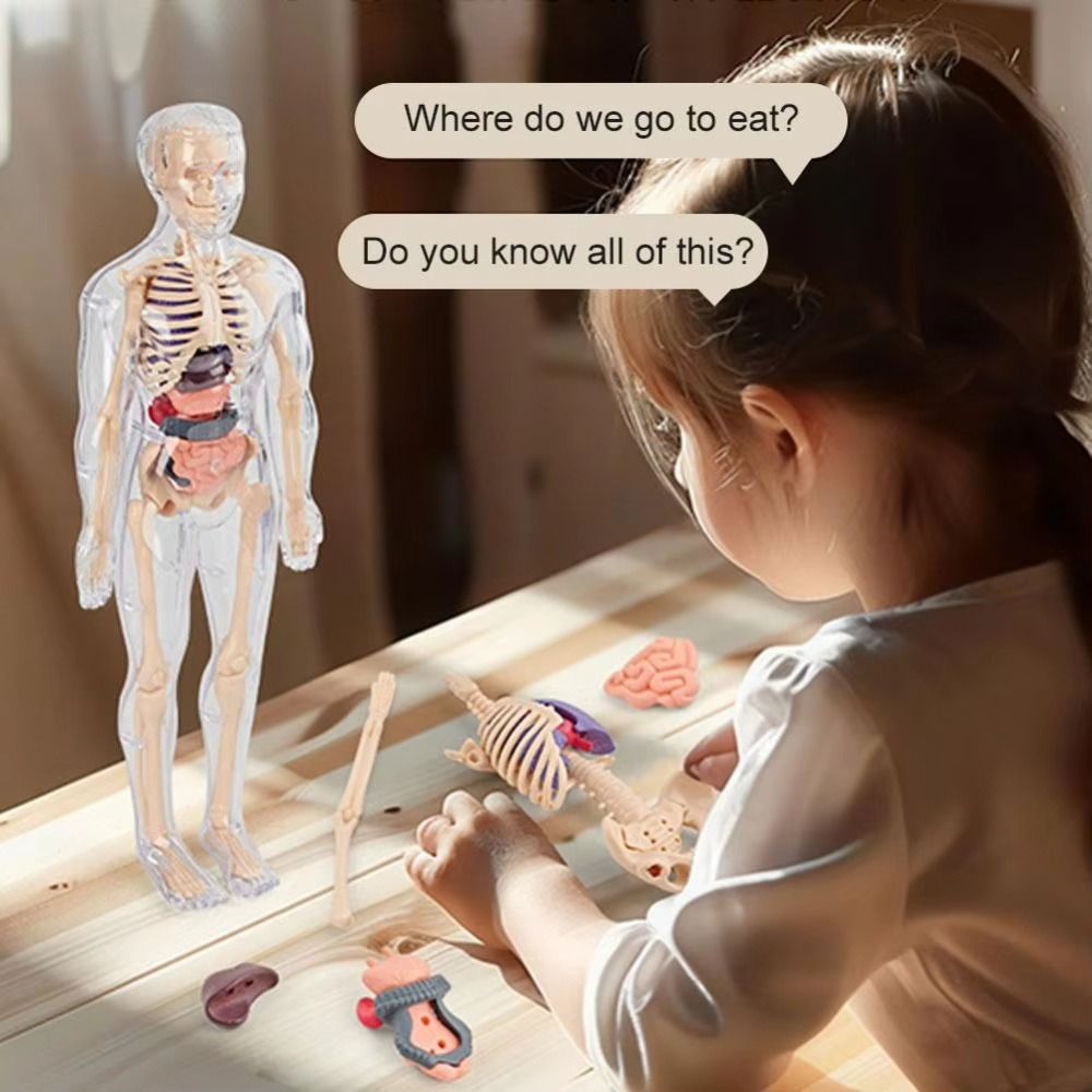 Plastics 3d Human Torso Model  - مراجعة Human Body Puzzle وسعره