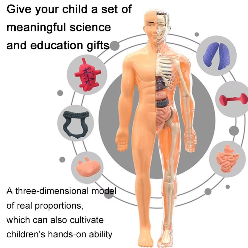 Plastics 3d Human Torso Model  - مراجعة Human Body Puzzle وسعره