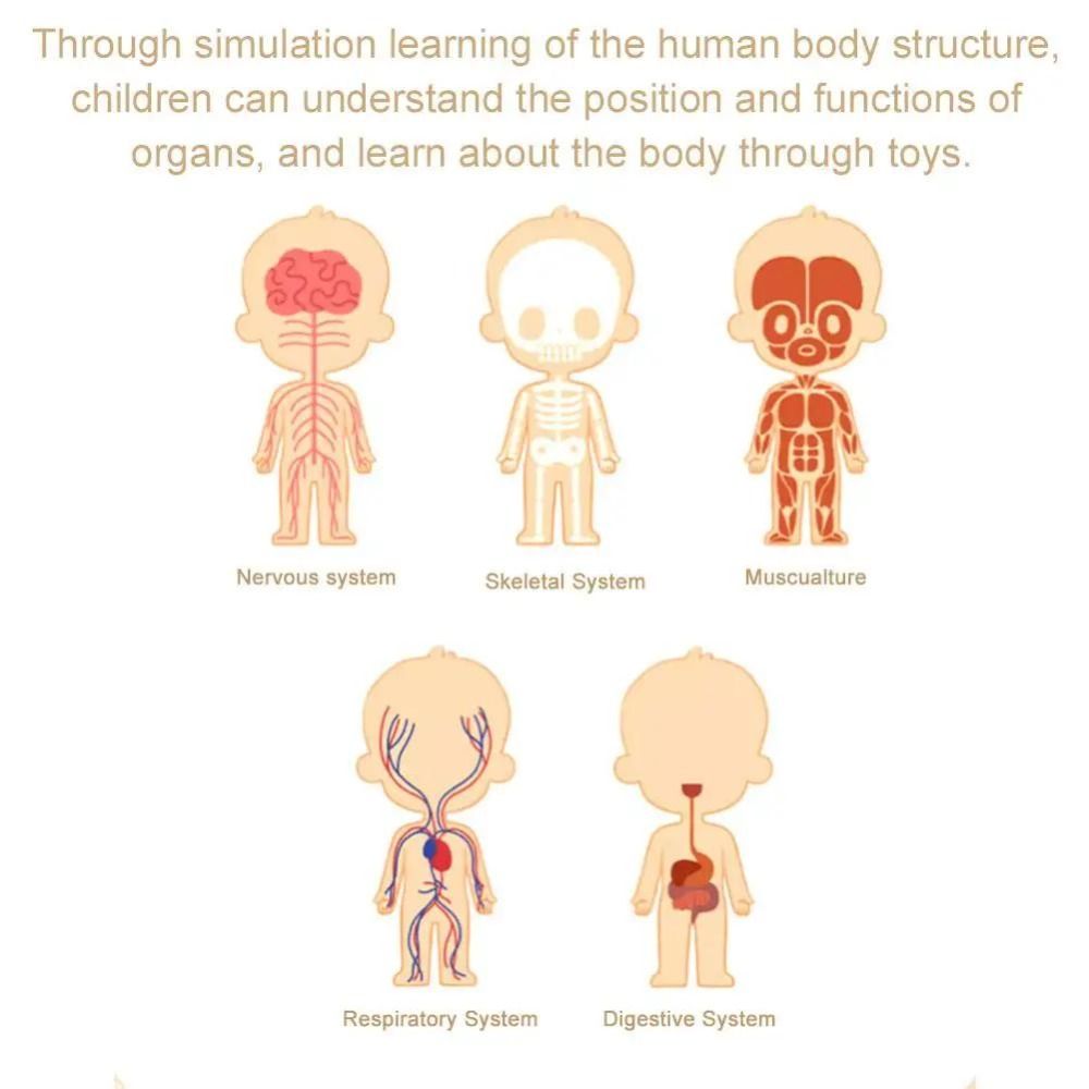 Plastics 3d Human Torso Model  - مراجعة Human Body Puzzle وسعره