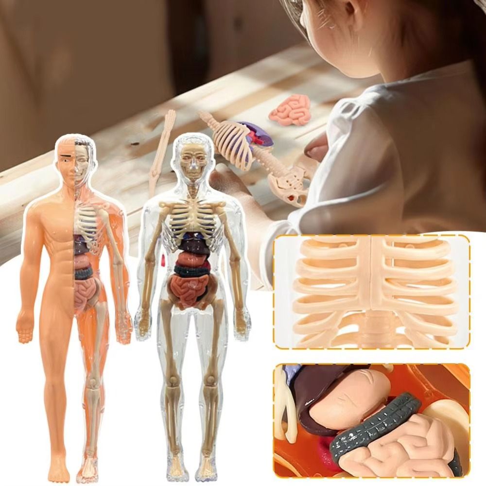 Plastics 3d Human Torso Model  - مراجعة Human Body Puzzle وسعره